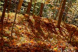 Fall leaves and October sun