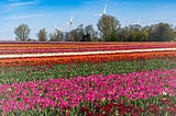 Tulip field in Grevenbroich