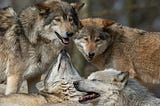 The Siege on Wolves: When Unchallenged Science Sanctions Cruelty