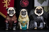 65% of Pets Named After Game of Thrones Characters, or At Least, That’s What I’d Think