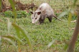 Simple Ways How To Get Rid Of Possums In Your Yard: Protect Your House!