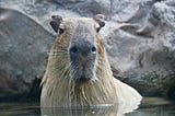 Photo of a capybara chilling in the water.