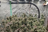 Koray Plant Grow Light-Customer’s Experimental Cannabis cultivation Record -G80