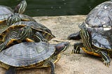 Species for Sale: Freshwater Turtles