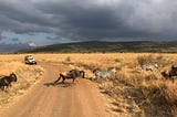 Picture of Wildebeest and Zebras migrating, taken by me, in Masaai Mara.