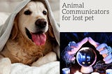 Animal Communicators for pets