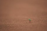 A tiny plant on the desert floor