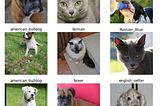Deep Learning for coders course (fast.ai) — Develop an Image Classifier Using Fastai