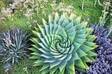 Spiral green cactus on a bed of green moss and purple flowers