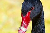 Close up image of a black swan’s head