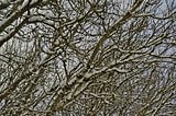 Bare branches with snow cover against gray sky
