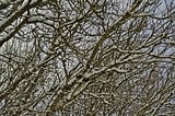 Bare branches with snow cover against gray sky