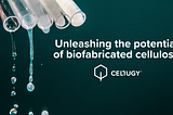 Why We Invested In Cellugy: A Sustainable Solution to Cellulose