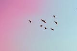 Are We Birds?