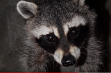 How Raccoons Helped Me Become a Better Salesperson