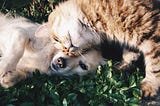 a cat cuddling a dog in a lovely manner