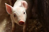 Pigs are often intensively farmed in cruel conditions