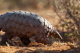 Why Pangolins Are Endangered