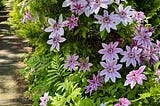 Clematis in starlike bloom