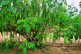 A Golden Harvest: The Promise of MOMAX3 Moringa Seed