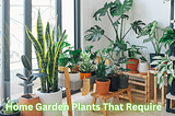 Home Garden Plants That Require Minimum Care