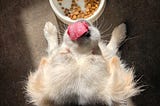 How-to-teach-dog-to wait-for-food