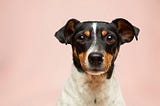 Considerations to Make Before Selecting a Breed of Dog