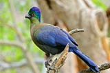 Turacos: Africa’s Colorful Avian Treasures