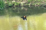 Red Wing Black Bird with pond that has a turtle and a school or orange fish.