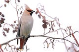 My first Waxwing Winter