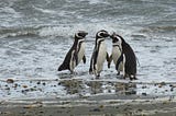 Punta Arenas Pinguins Ilovechile