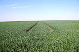 Huge monoculture field