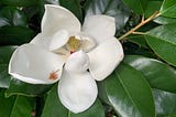 A magnolia blossom surrounded by its branch of leaves.