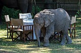 An oblivious baby elephant walks past a table set up for al-fresco dining in what looks like a garden, with a fence in the background