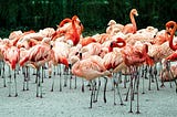 To Measure Success in America’s Schools, Count the Flamingos