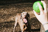 a super excited weimaraner looking at its owner’s hand about to throw a green ball