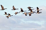 What 62 Geese Taught Me About Time (It’s Not What You Think)