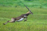 A pictures of a black buck at Point Calimere Wildlife Sanctuary near Kodiakarai in the state of Tamil Nadu.