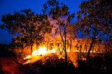 Revealed: fires three times more common in Amazon beef farming zones