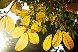 Mất nước