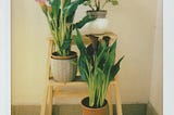 Breathe Easy: The Top Air-Purifying Indoor Plants