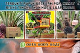 TERBUKTI, WA: 0878–8005–8622 Harga Pupuk Sawit 1 KarungTerpercaya Di Aceh Besar Harga Pupuk Sawit 1…