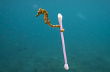 The Seahorse Who Read Ad Age Weekly