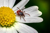 In Defense of Ticks