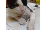 The Story of Piku: Our Beautiful Cat, Our Lost Friend