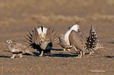 Greater Sage Grouse — photographs and Video