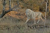 Did you know that lions are also hunted?