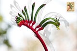 Meet Our Emblematic Native Flower Kangaroo Paw