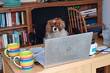 Dog at a desk, looking thoughtful