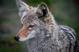 An Elegy for The Coyotes of Alexandria, Being Trapped